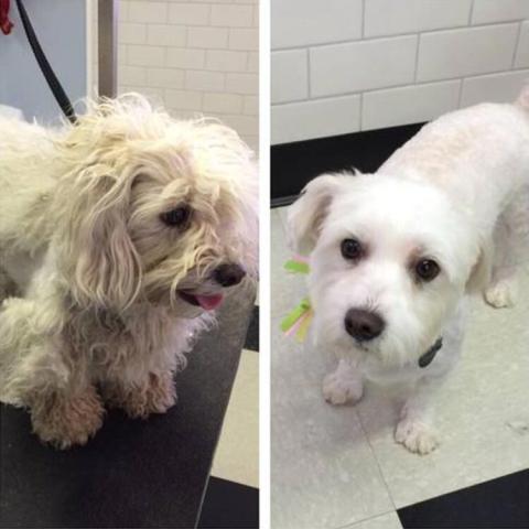 YOUR BEST FRIENDS GROOMER